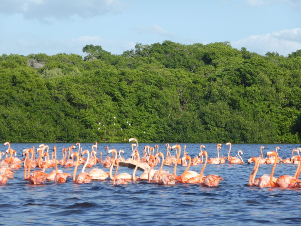 Flamingos